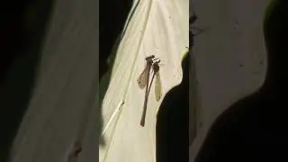 Hi Fly Guy #doyouknownature