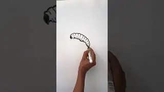 caterpillar drawing #easydrawing #lineart #insects #howtodraw #shorts #worms #art #bug #ytshorts #bw