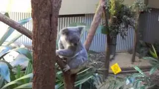KoaLa beertjes