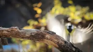 Rare Bird caught on camera