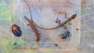 Best Catching Insect Saink And Lizard Setting 