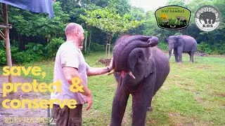 Where Life Begins and Love Never Ends - Way Kambas National Park [KHS Documentary]