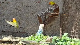 Bards methi fud and flay #birds #subscribe #kids #comedy #parrot #cute #shortvideo #song🪿🐿️🐦‍🔥🐦🕊️🕊️ 