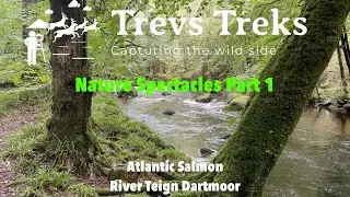 Atlantic Salmon River Teign Dartmoor