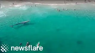LOST WHALE AT LAGUNA BEACH