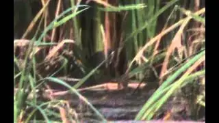 Australian Spotted Crake video footage bird watching with ej-birdwatching.com