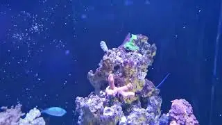 Yes. You Can Use Natural Sea Water (NSW) For a Reef Tank In The UK
