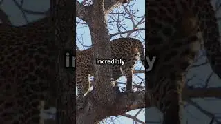 3 Cool Facts About Leopards! #LeopardFacts #Wildlife #BigCats #AnimalKingdom