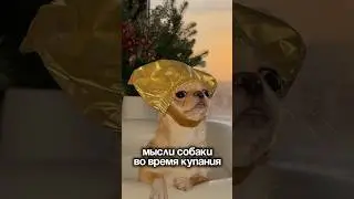 они будут наказаны! арт вб: 171350353 #микрочихуа #топдлясобак #собачийблог #чихуахуа
