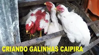 NO GALINHEIRO SÍTIO MELIPONÁRIO BONIFÁCIO