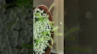 🌻&sup2;⁰☆&bull;&sup1;&sup3; Cape Sundew (Drosera capensis 'Alba') in Sundew Family (Droseraceae)