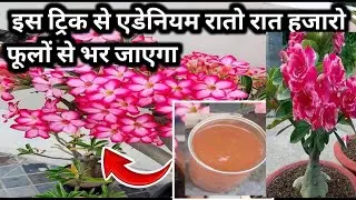 एडेनियम इस ट्रिक से रातो-रात हजारों फूलों से भर जाएगा adenium care and fertilizer