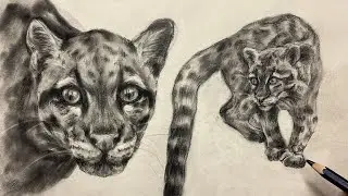 ASMR Graphite Drawing of a Clouded Leopard | Realistic Wildlife Sketch | No Talking