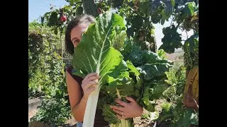 Los Bichitos del huerto, la mantis religiosa y los 1000 suscriptores!