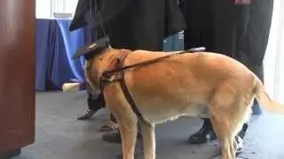 Guide Dog, Grad Student Graduate from UMass Boston
