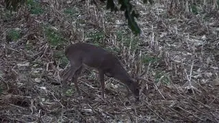 Indiana Archery Season 2023 *Opening Week*