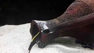 Blue/Black Ribbon Eel
