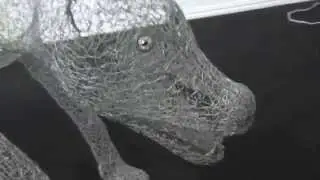 Dingo