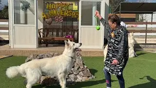 【88歳米寿のお祝い】前代未聞！88歳と2歳の大型犬が引っ張り合いをしたその結末は！？