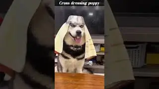 Funny Dog Clothes! Try Not To Laugh  #funny #dog #pets #cute #dogs #doglover #funnydogs