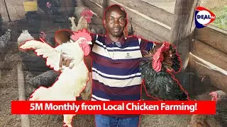 How to Make 5M+ Monthly from Local Chicken Farming in Uganda | Bataz Local Poultry Breeders