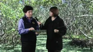 Wetlands Theory - Grey Mangrove Root System