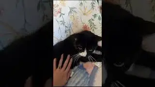 Foolproof Guide to Belly Rubs: The Easy Way to Pet Your Cat#CatTricks #BellyRubGuide