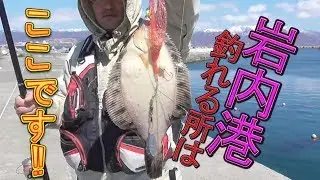 【釣り】岩内港はここで釣れる！！