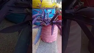 Plastic water bottle upcycling. Purple heart plant# terrace garden#
