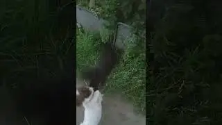 #собака #пес #кіт #кот #dog #cats #бокс
