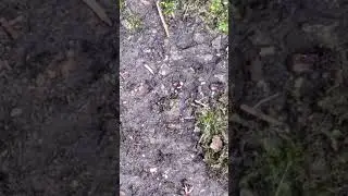 Scraping moss