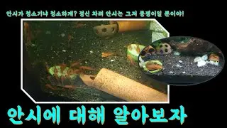 안시가 청소 물고기라고 한 분 이리 오세요~~자네 똥 만드는 기계라고 들어봤나? #안시#청소물고기#똥쟁이