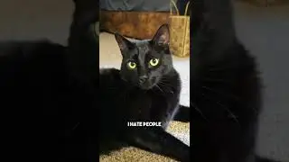 I feel good😁 #cat #blackcat #relatable #funny #catsofyoutube