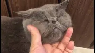 Flat nose flat face exotic Persian cat wanted some cuddle&hearts;️