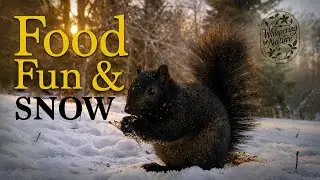 Play, Rivalry, and Snacks 🐿️❄️ | Gray Squirrels in the Snow|Ep.500