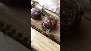ミツバチに黒飴あげてみた