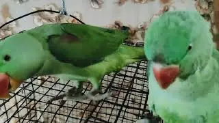 #mitthu #mitthu main# mitthu# viral video 🙏🙏💞💐🦜🦜🦜💞💐