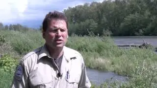 Steelhead Release