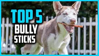 ✅Top 5 Best Bully Sticks in 2025