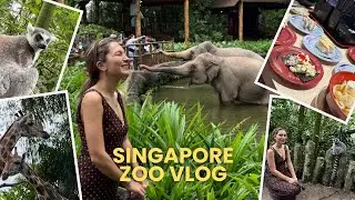 2026’ya saatler kala Singapore Zoo & Japon Restoranı deneyimi