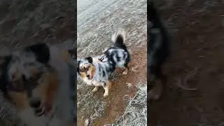 Mylo the Aussie #dog #dogs #dogshorts #youtubeshorts #youtuber #foryourpage #foryou #shortsfeed
