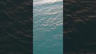Drone films bird flying over the ocean #drone