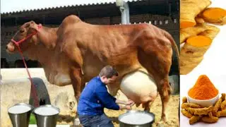 Increase 2/4 Kg 🐄 Milk Production Of Cow & Buffalos   Benefits Of Giving Turmeric To Cow And Buffalo