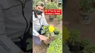 Dahlia plant 4 care&tips for best flowering and growth🤗💛🌿#gardening #wintergarden #youtubeshorts