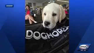 NH's Business: An entrepreneurs story transporting dogs & cats across U.S. & Canada, door-to-door