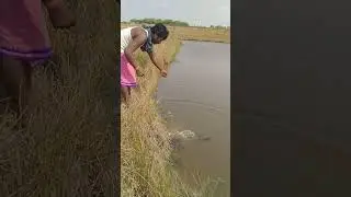 #amazing snakehead #fishing |Murrel fishing in #village #snakehead fish   shorort video