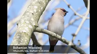 Bohemian Waxwings in Sheffield, UK
