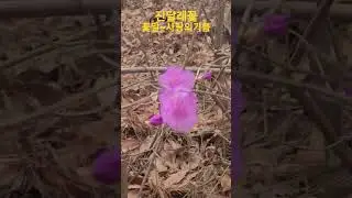 azalea flowers.The meaning of a flower is the joy of love