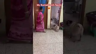 My talent is saving buckets 💡😁 #shorts #funny #memes #comedy #pug #pets #dog #youtubeshorts