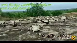 kurma golla  lla tippalu in 😣🐆 forest
